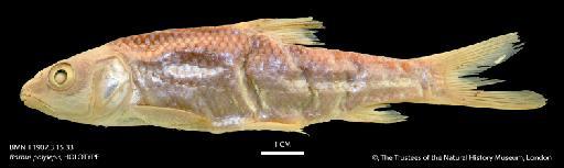 Barbus polylepis Boulenger, 1907 - BMNH 1907_3_15_33 Barbus polylepis, HOLOTYPE