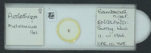 Aeolothrips melaleuca (Haliday, 1852) - 010146511_833411_1602873