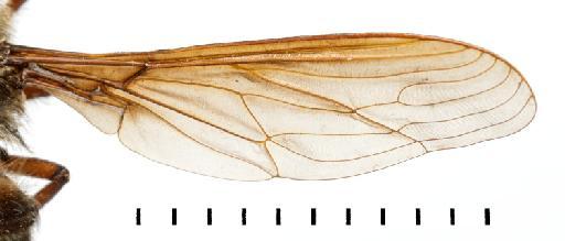 Prosoeca umbrosa Lichtwardt, 1910 - NHMUK 010633394 ST Prosoeca umbrosa - wing