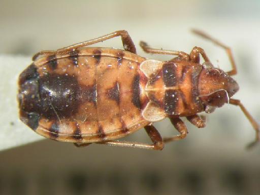 Stenaptula signatus Distant - Hemiptera: Stenaptula Sig