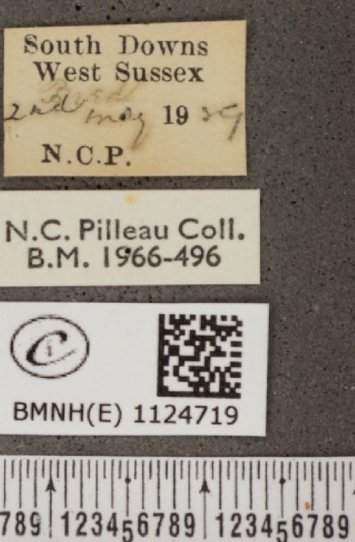 Hamearis lucina (Linnaeus, 1758) - BMNHE_1124719_label_79276