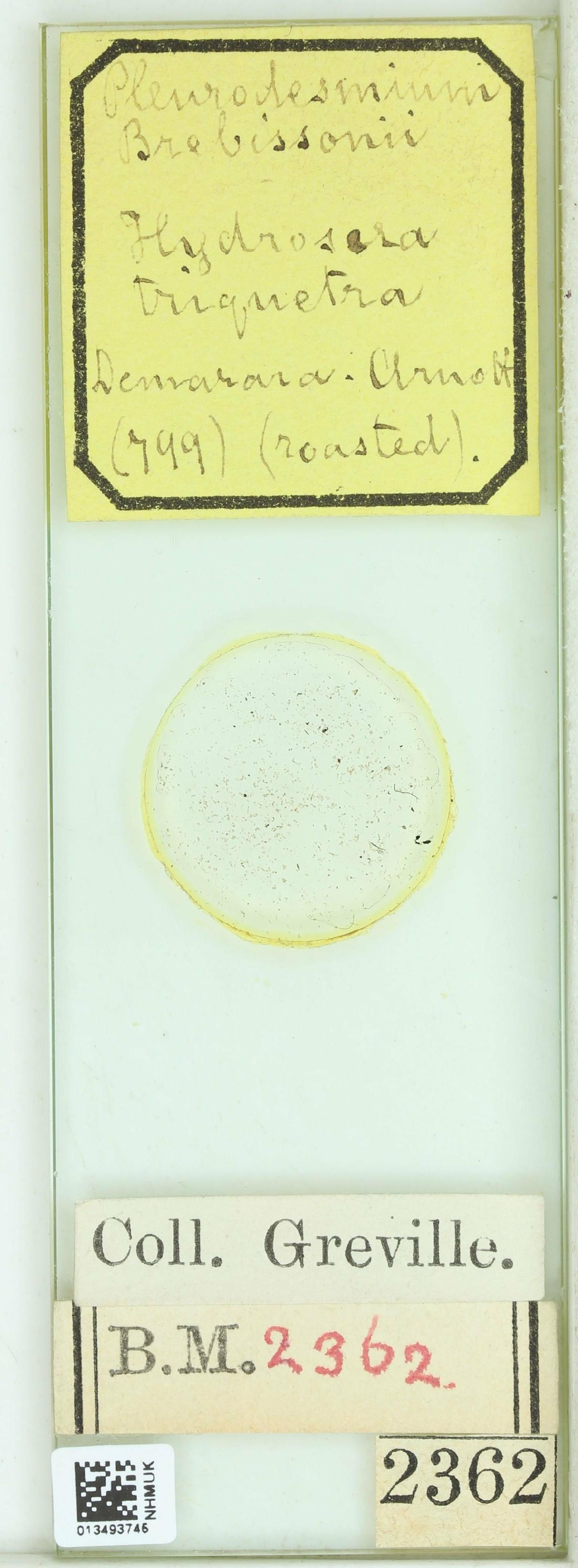 To NHMUK collection (Pleurodesmium brebissonii Kütz.; NHMUK:ecatalogue:4736777)