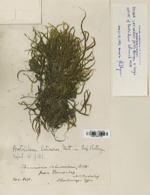 Thamnobryum rigidum (Mitt.) H.Rob. - BM000961431