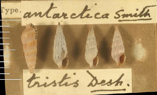 Terebra (Abretia) antarctica Smith, 1873 - 1979142