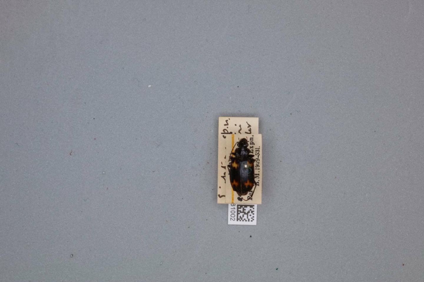 Lioptera