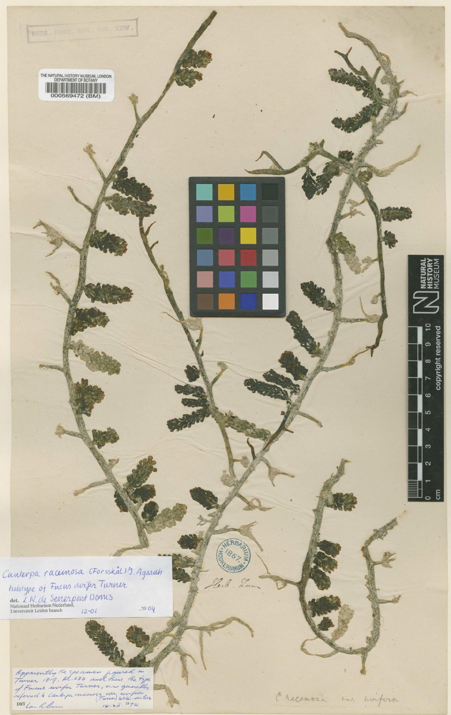 To NHMUK collection (Caulerpa racemosa var. uvifera (Agardh) Agardh; Holotype; NHMUK:ecatalogue:4829996)