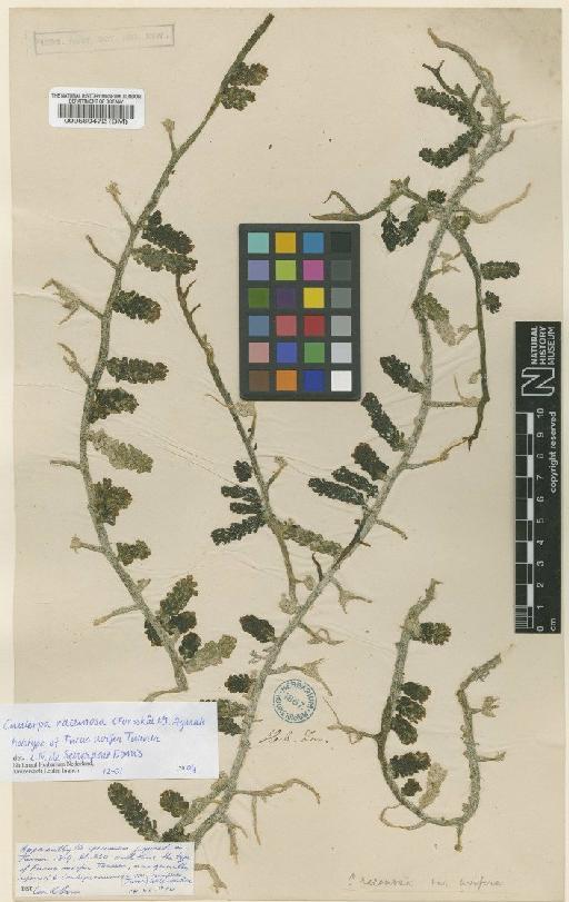 Caulerpa racemosa var. uvifera (Agardh) Agardh - BM000569472