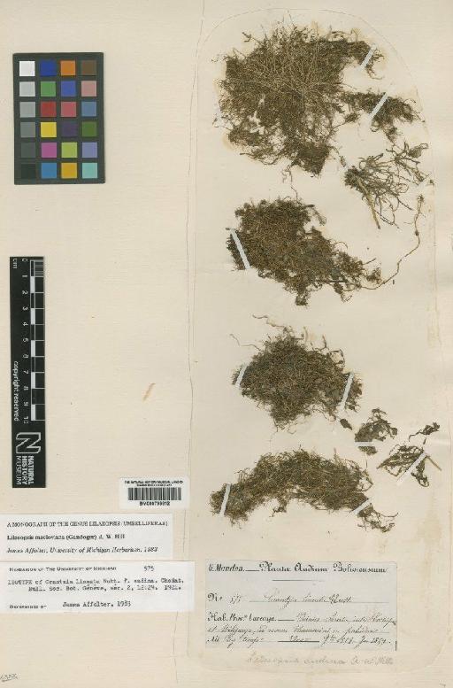 Lilaeopsis macloviana (Gand) Hill - BM000799812