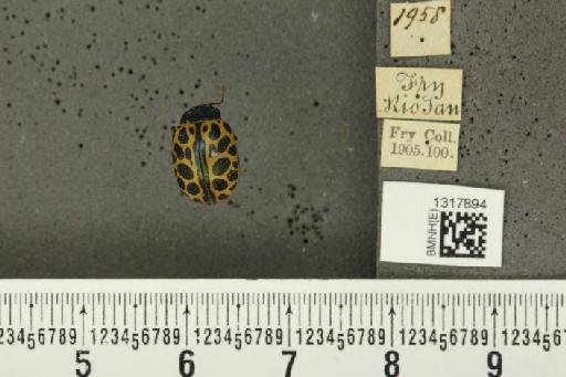 Calligrapha (Calligrapha) polyspila (Germar, 1821) - BMNHE_1317894_17469