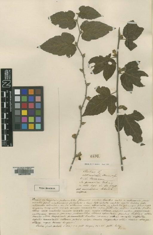 Rubus corchorifolius L.f. - BM000622268