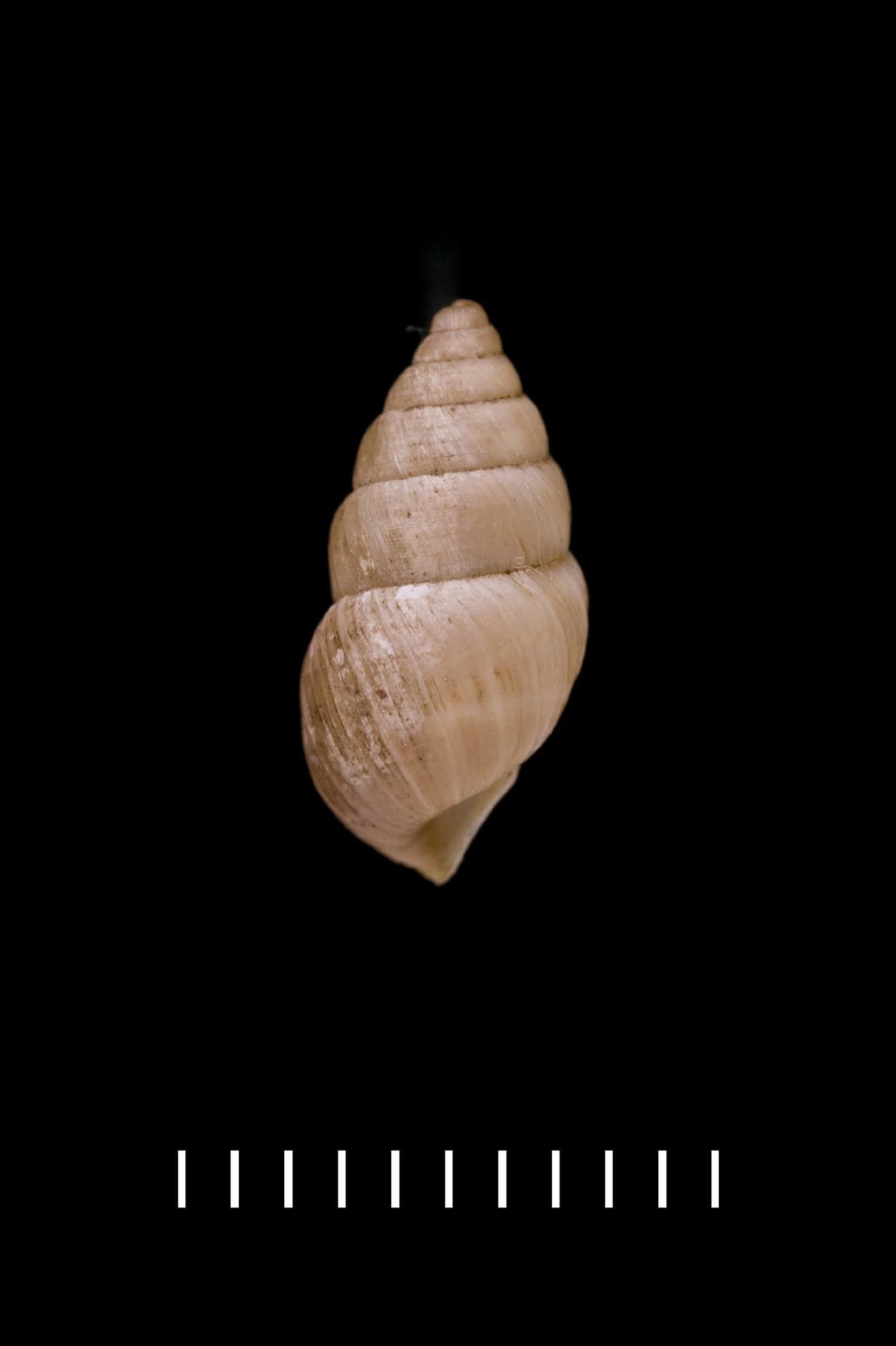 To NHMUK collection (Bulimulus (Naesiotus) pallidus Reibisch, 1892; SYNTYPE; NHMUK:ecatalogue:2705148)