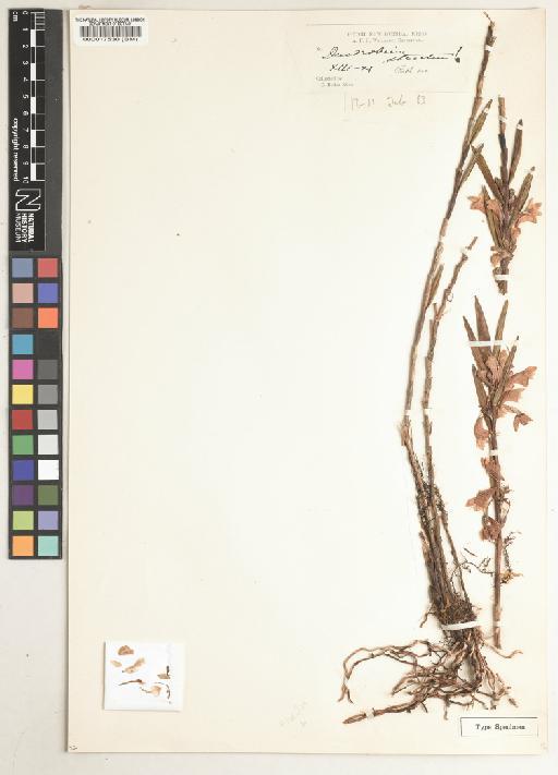 Dendrobium strictum Ridl. - BM000017530