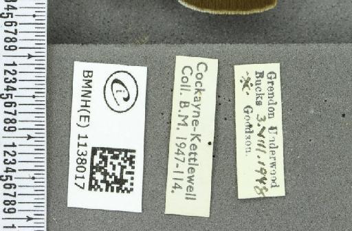 Thecla betulae ab. lineata Tutt, 1907 - BMNHE_1138017_label_95077