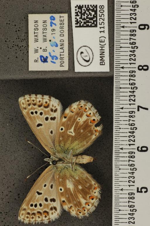 Lysandra coridon ab. postobsoleta Bright & Leeds, 1938 - BMNHE_1152508_103692