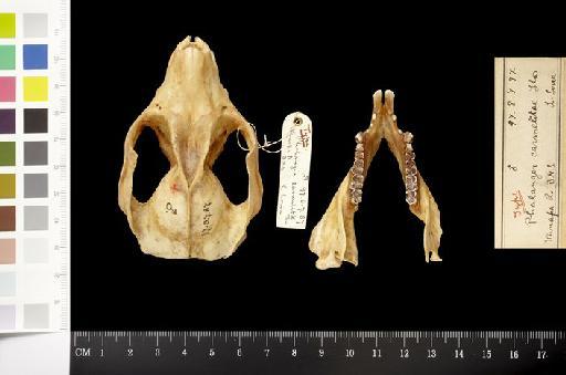 Phalanger carmelitae Thomas, 1898 - 1897.8.7.87_Skull_Dorsal