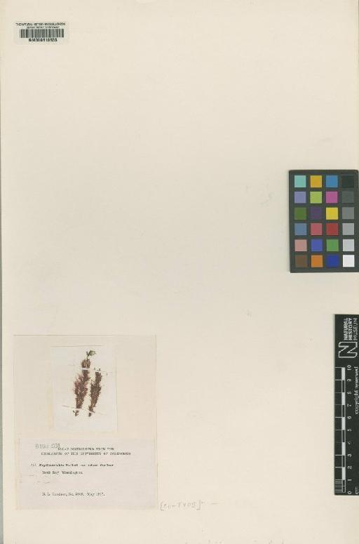 Erythrotrichia parksii var. minor N.L.Gardner - BM000610855