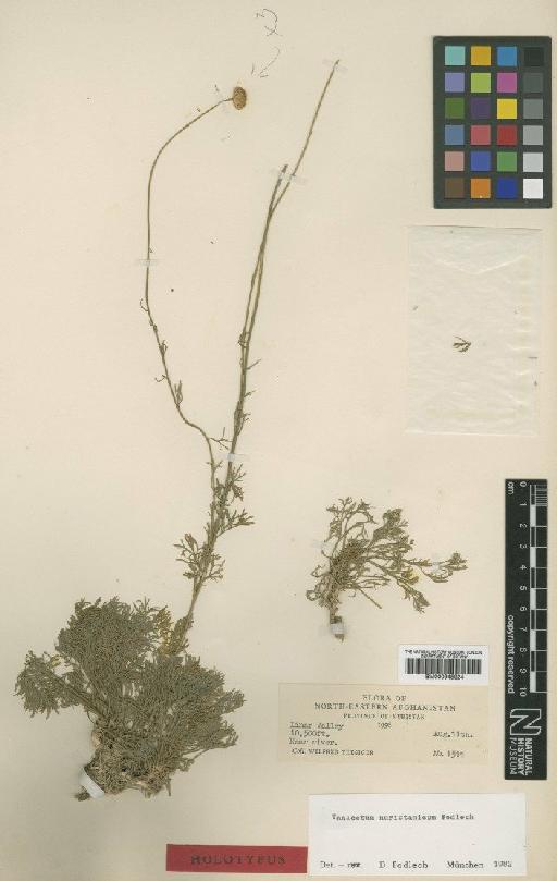 Tanacetum nuristanicum Podlech - BM000945924