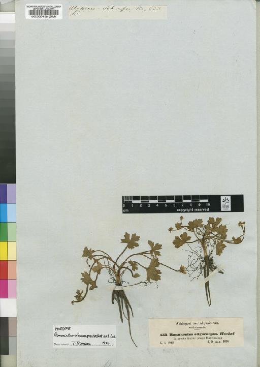 Ranunculus oligocarpos Hochst. ex A.Rich. - BM000565458