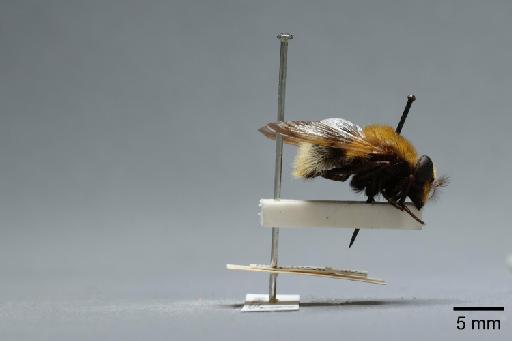 Volucella bombylans (Linnaeus, 1758) - 012530544_lateral