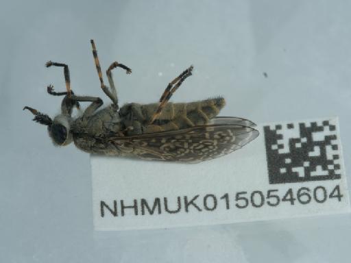 Haematopota pluvialis (Linnaeus, 1758) - 015054604_1