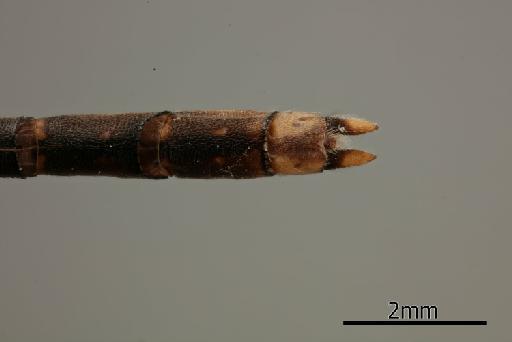 Lestes sikkima Fraser, 1929 - 013383747_Lestes_sikkima_Primary_genitalia_Dorsal_Allotype