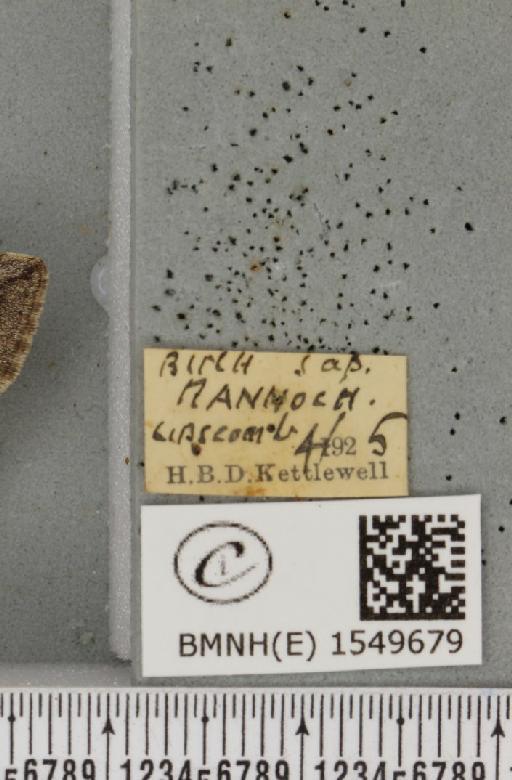 Achlya flavicornis scotica ab. angustifasciata Heydemann, 1938 - BMNHE_1549679_label_239331