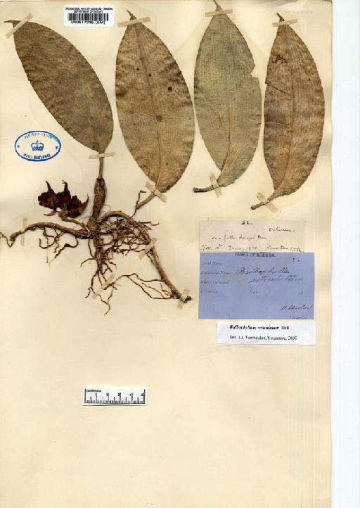 Bulbophyllum reticulatum Ridl. - BM000517335