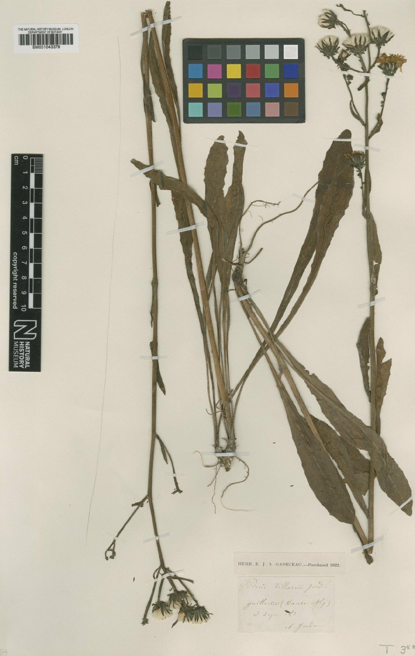 To NHMUK collection (Picris hieracioides subsp. villarsii (Jord.) Nyman; Type; NHMUK:ecatalogue:1997619)