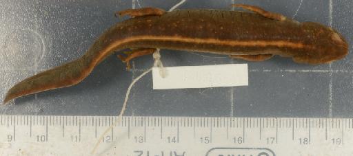 Cynops wolterstorffi - 1946.9.6.31-pic1