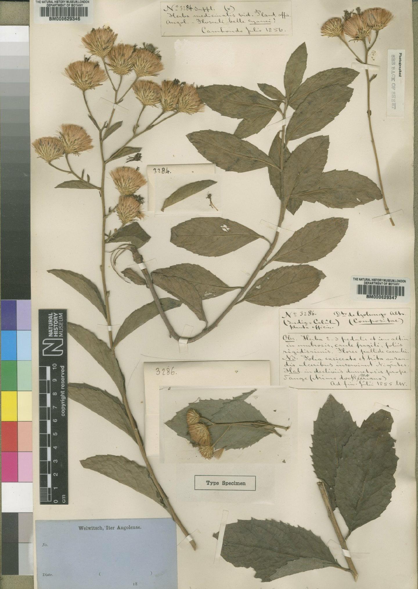 To NHMUK collection (Vernonia calulu Hiern; Syntype; NHMUK:ecatalogue:4528580)