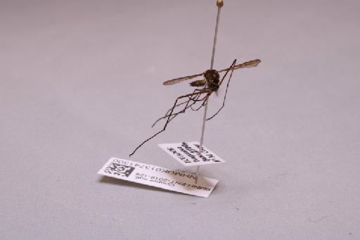 Culicidae Meigen, 1818 - 013741300_additional_4