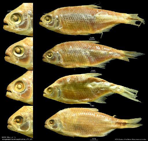 Tetragonopterus macrophthalmus Regan, 1908 - BMNH 1857.7.31.10 Tetragonopterus macrophthalmus, SYNTYPE