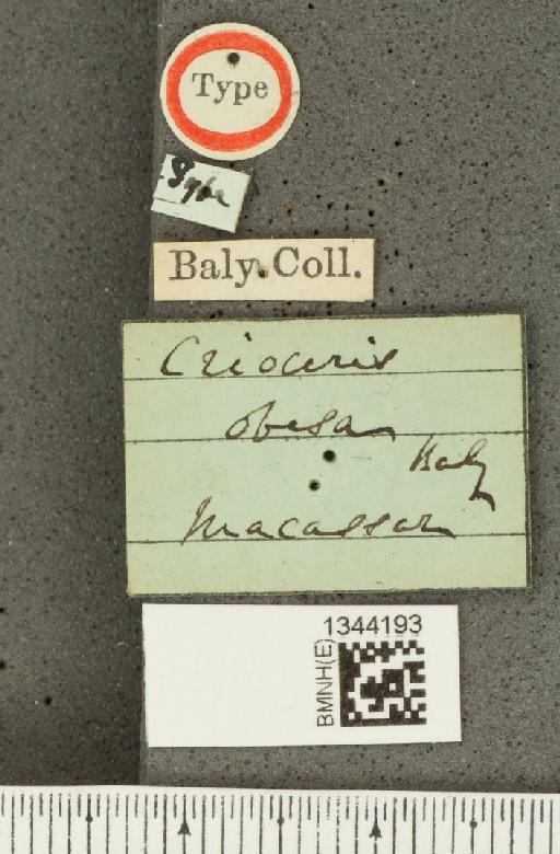 Lilioceris (Lilioceris) obesa (Baly, 1863) - BMNHE_1344193_label_14221