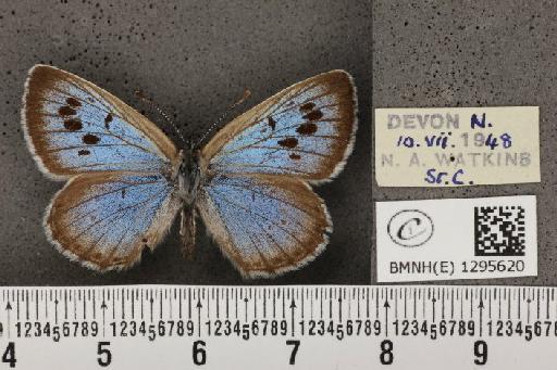 Maculinea arion eutyphron (Fruhstorfer, 1915) - BMNHE_1295620_133400