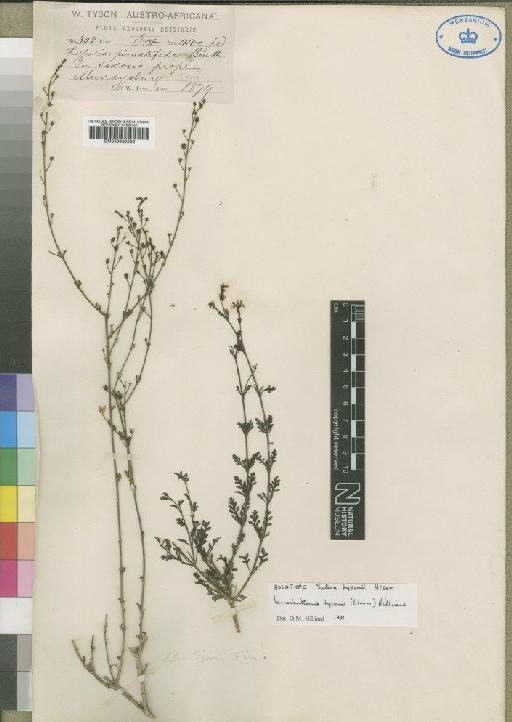 Jamesbrittenia tysonii (Hiern) Hilliard - BM000930586