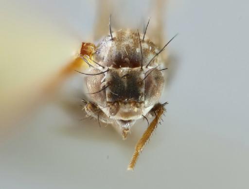 Anastomyza lateralis Malloch, 1933 - 012803899 Anastomyza lateralis holotype male head frontal