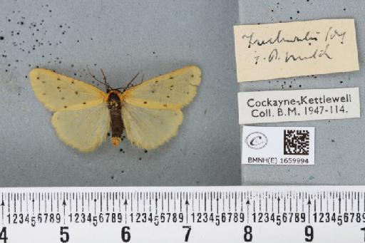 Setina irrorella (Linnaeus, 1758) - BMNHE_1659994_258733