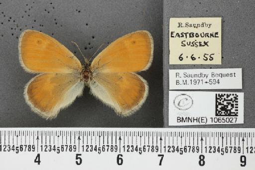 Coenonympha pamphilus (Linnaeus, 1758) - BMNHE_1065027_26294