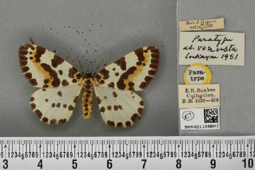 Abraxas grossulariata ab. venusta Cockayne, 1951 - BMNHE_1848043_418477