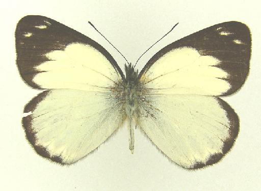 Delias klossi Rothschild, 1916 - Delias klossi Rothschild type