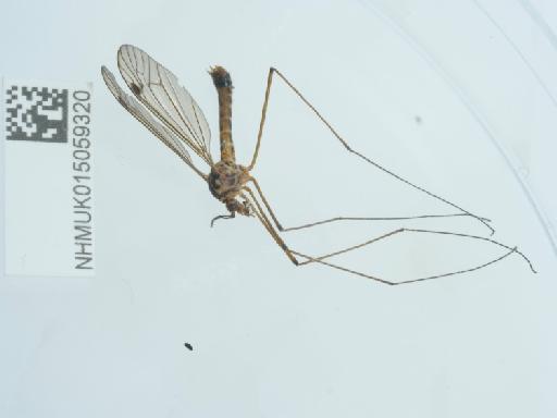 Nephrotoma guestfalica (Westhoff, 1879) - 015059320_1