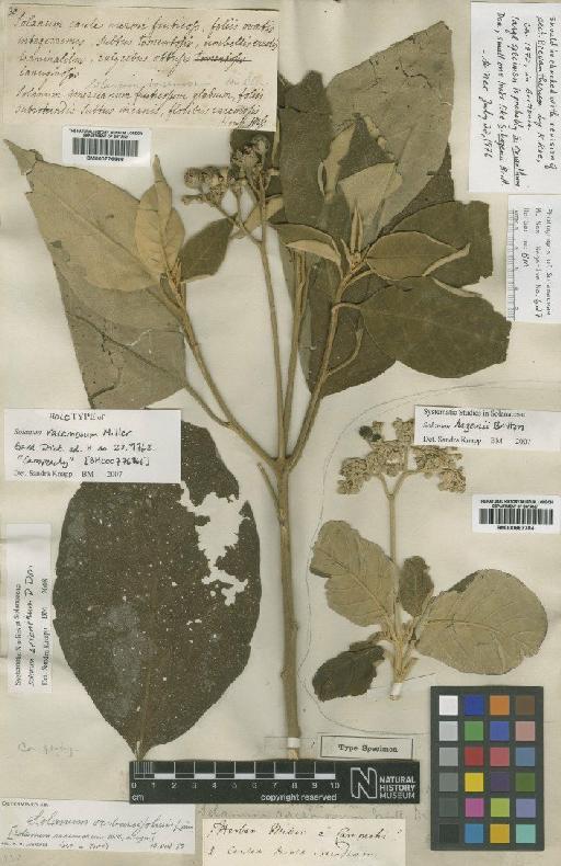 Solanum erianthum D.Don - BM000887704