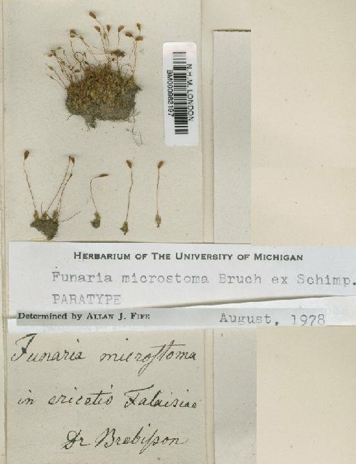 Funaria microstoma Bruch ex Schimp. - BM000983197