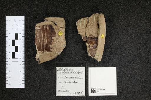 Edaphodon sedgwicki infraphylum Gnathostomata Agassiz, 1843 - 010039684_L010040985