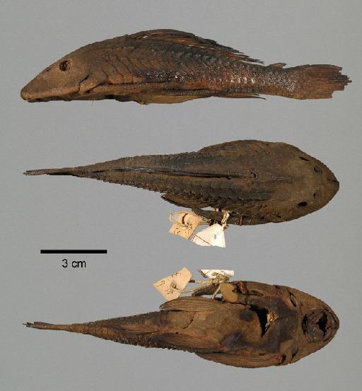 Pterygoplichthys multiradiatus (Hancock 1828) - 1857.6.13.162; Hypostomus multiradiatus; type; ACSI Project image