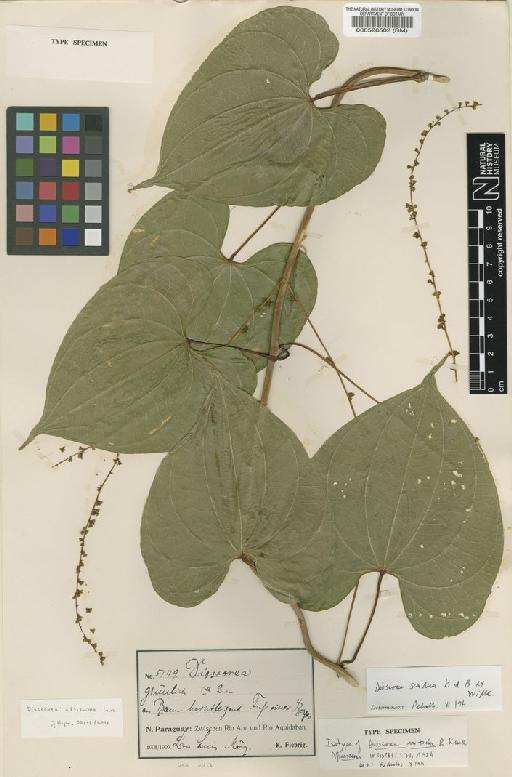 Dioscorea altissima Lam. - BM000526502