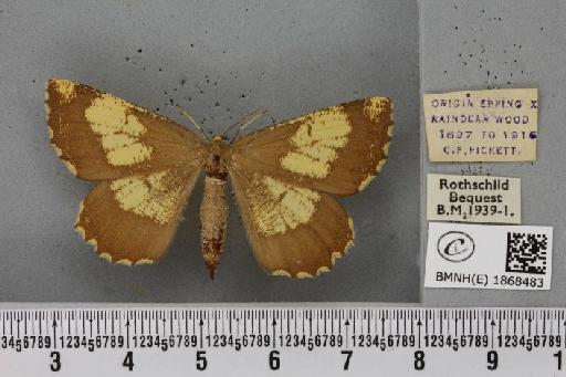 Angerona prunaria (Linnaeus, 1758) - BMNHE_1868483_440663