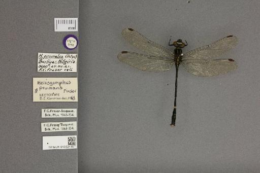 Heliogomphus pruinans Fraser, 1922 - 013324357_dorsal_habitus_labels