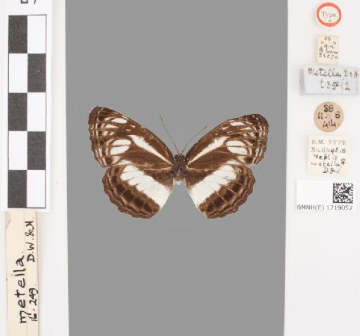 Neptis metella Doubleday & Hewitson - BMNH(E)#1719057_Neptis_metella_Doubleday&Westwood_holotype_male_labels