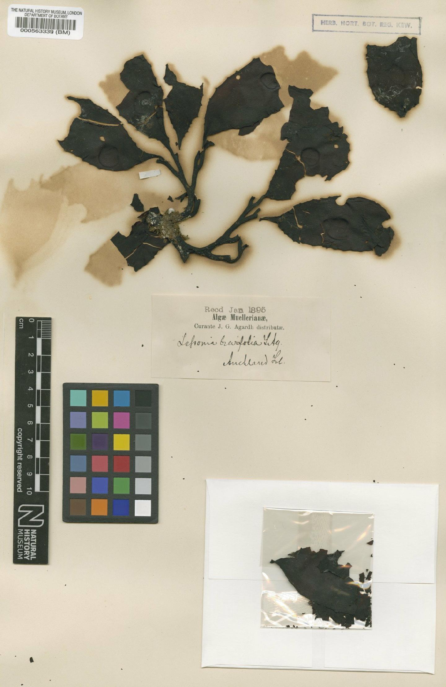 To NHMUK collection (Lessonia brevifolia J.Agardh; TYPE; NHMUK:ecatalogue:4723033)
